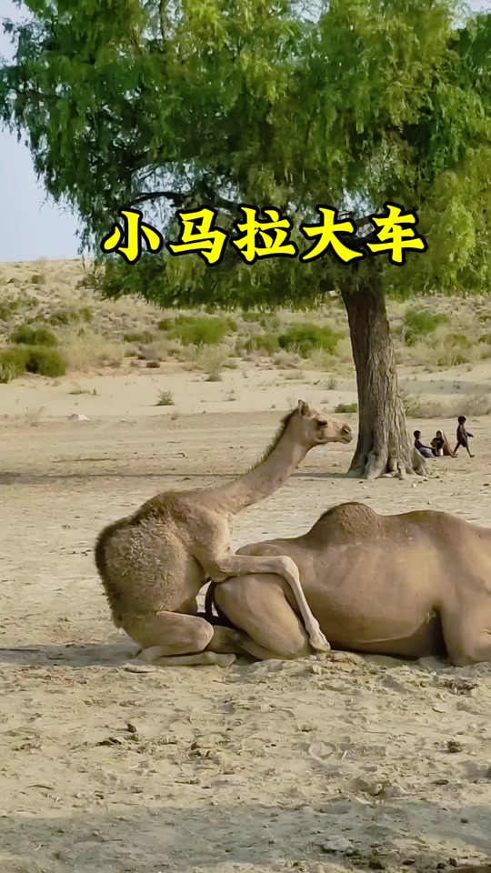 长清大学aj体育生