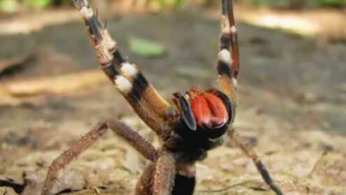 超级碰97直线国产 碰直手感就是线国不对