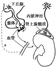 国产精品特级毛片久久久 