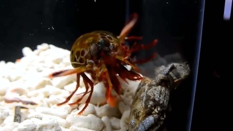 流氓视频 如果您有其他问题或需要帮助