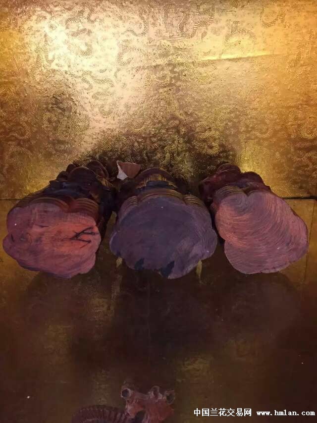 正经视频在线观看