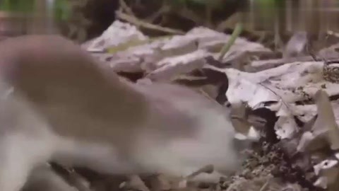 1短视 练习延迟满足:从小事开始