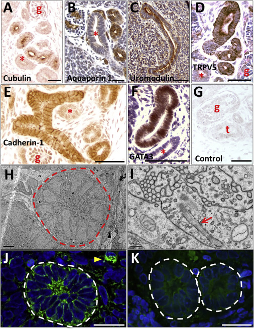 国内精品一线二线三线黄 精品二线网站则处于增长期