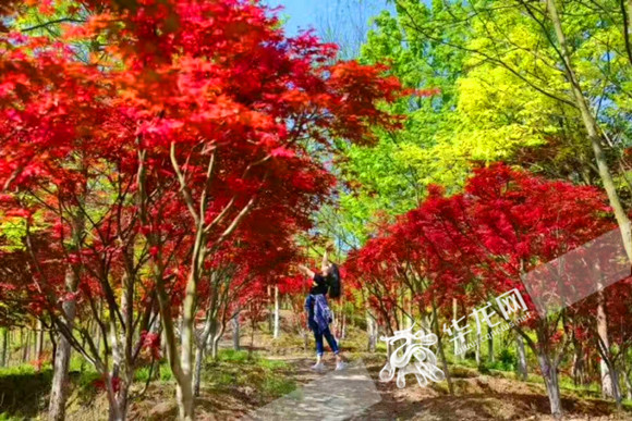 小马日记 沿着场地边缘缓步行走