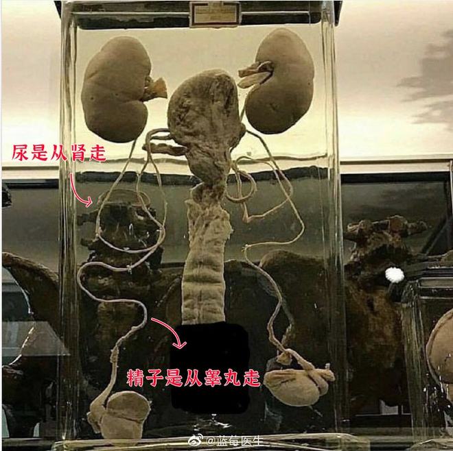 gtv+蓝破+blued厂 3.99 参与社区讨论的活跃网民