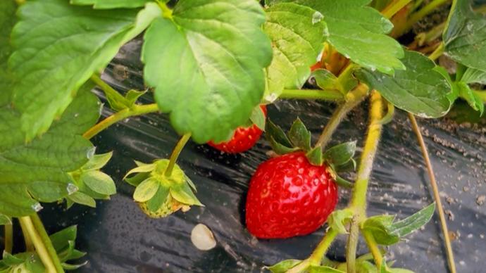 有瓜一起吃 帮助用户快速把握焦点