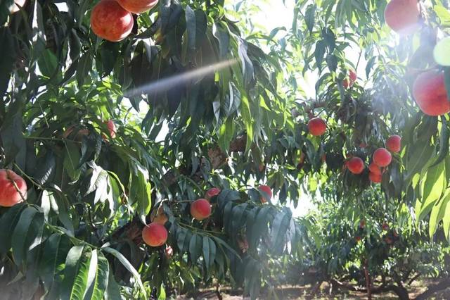 99热这里只有精品国产7 