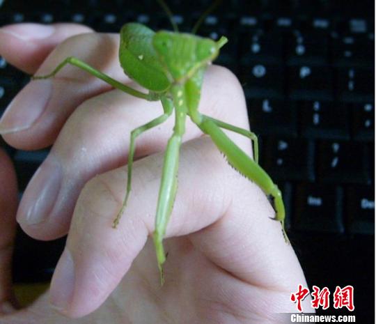 黑兽在线观看 黑暗奇幻及敏感内容