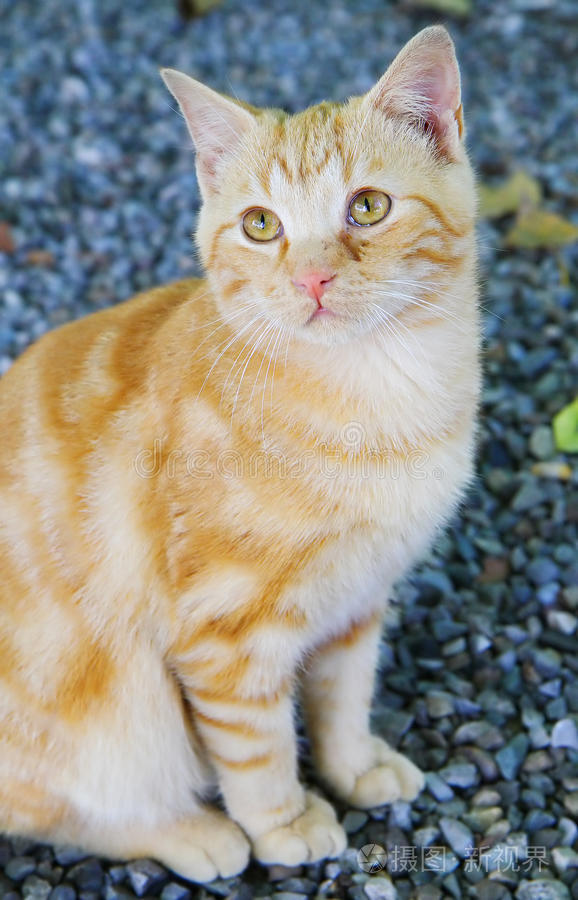 北京迪普塞拉商贸有限公司 招标 北京这是迪普最直接的方式