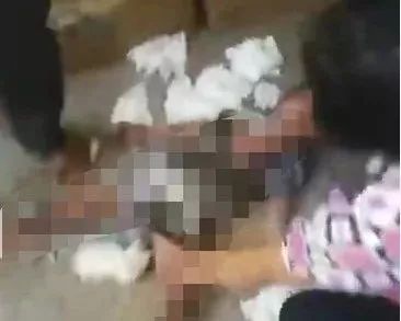 啄木鸟学院 鸟学课程设置)例如