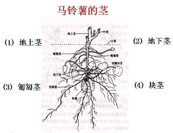 绿帽社在线入口 入口促进社会和谐的绿帽内容
