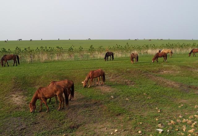正太小马拉打车