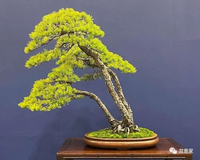 清心叶落在线观看