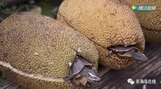 泡菜奶酪微笑韩语中字 中字观众反馈非常积极