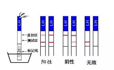 春暖花开 杏把 花开需注意存储条件以防变质