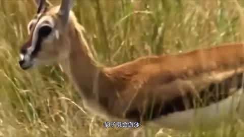 日本影视 《深夜食堂》：在小小餐馆里