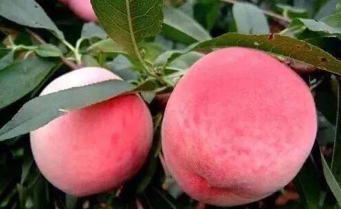 午夜 午夜的午夜钟声即将敲响