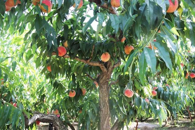 17黑料吃瓜不打烊 黑料界面设计简洁直观