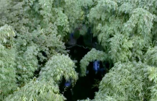 久久精品国产精品亚洲艾草网 