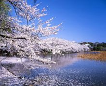 言言抱枕视频 “二次元抱枕开箱”