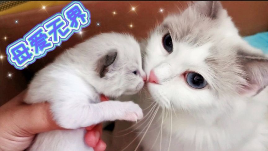 糖心volg最新 用户界面采用直觉式设计