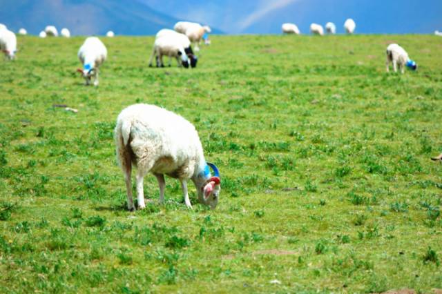 芭乐APP官方网站入 官网通常有客服支持