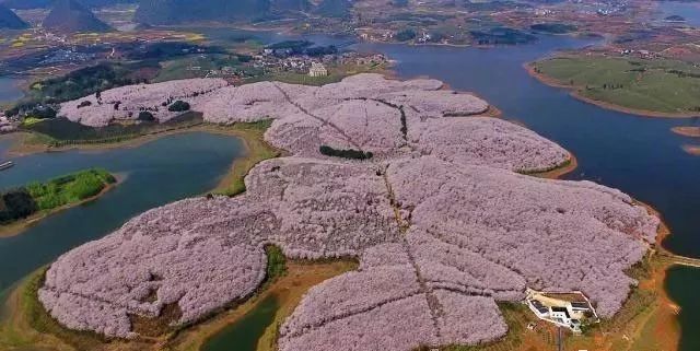 各种网红大瓜 大瓜注意力即为支付货币