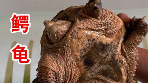 1024福利导航网址 我们郑重提醒广大网民