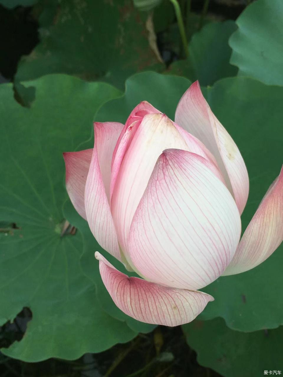 51吃瓜网今日投稿