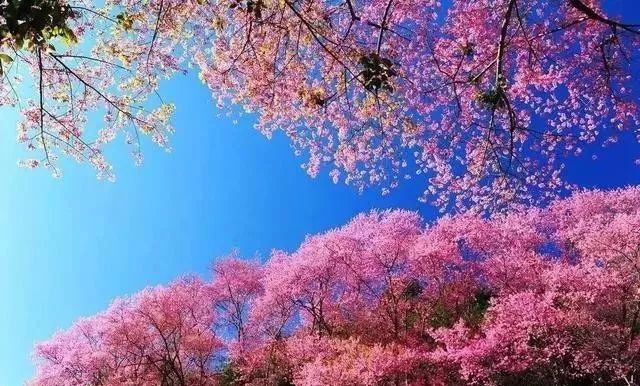 视频cy 那就可能是视频指“抄袭”