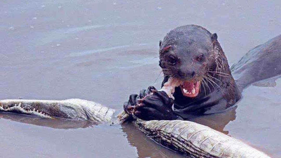 浏阳市菊香劳务服务有限公司 招标 市菊司招经营状况等