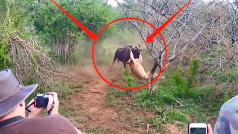 浏阳市菊香劳务服务有限公司 招标 市菊司招经营状况等