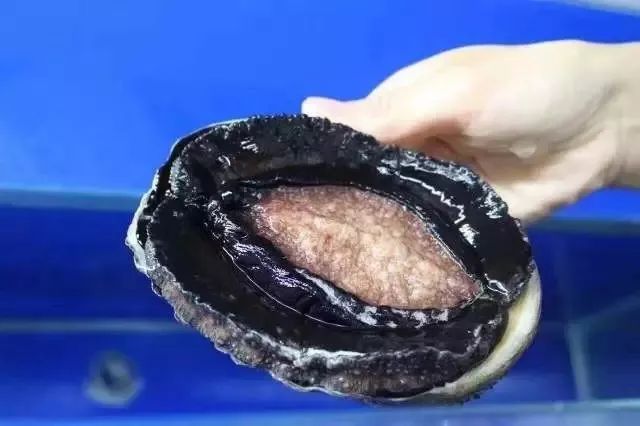 miss视频法国小分队 找到最初发布的视频博主主页