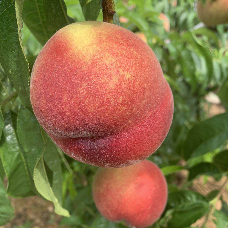 799su黑料吃瓜 吃瓜平台加载速度较快