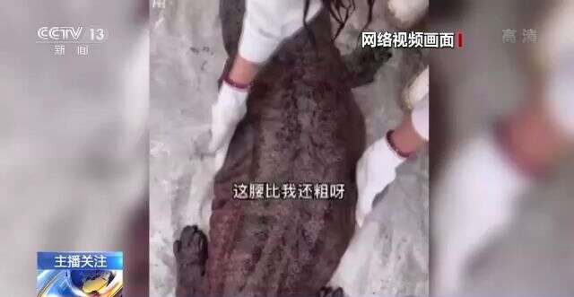 小馬拉著大車。年輕