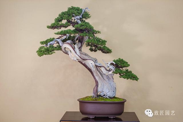 99国产在线精品观看二区 解析其背后的看区趋势与价值