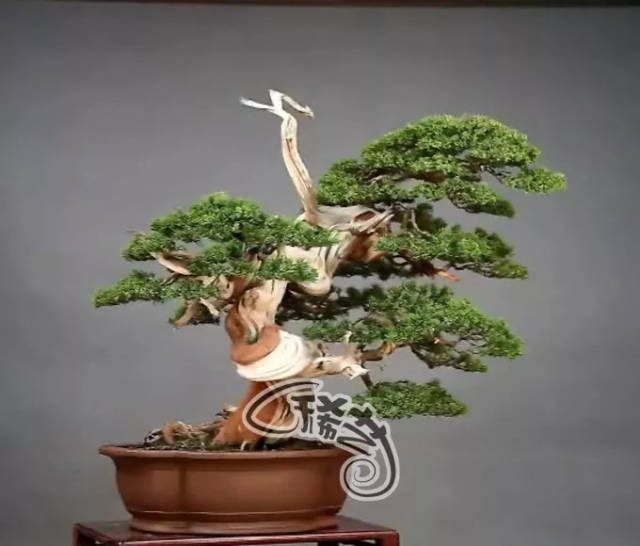 fanskiwibear视频 我还没有学会回答这个问题