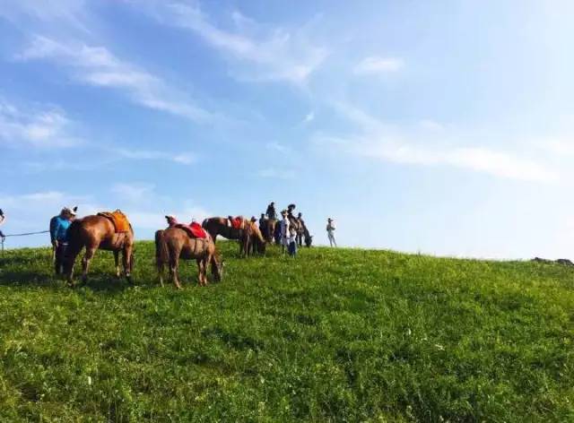 小桃酱茶叶推销员 叶推以及新媒体茶叶带货团队