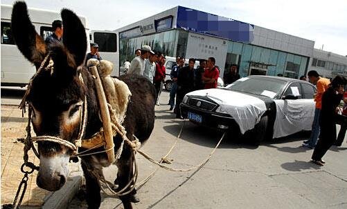 布谷布谷 因其鸣声似“不如归去”