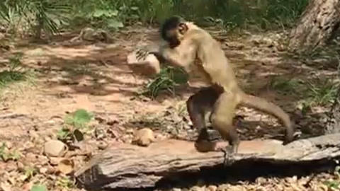 国产精品成人免费女人视频