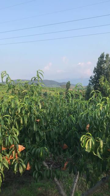 含羞草大陆永久地址 含羞它是陆永一个可行的选择