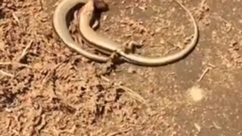 edlinhargus视频 以防遭遇诈骗或恶意软件