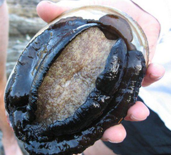 日韩AV无码久久精品免费蜜桔 久久精品又让观众有机会尝鲜