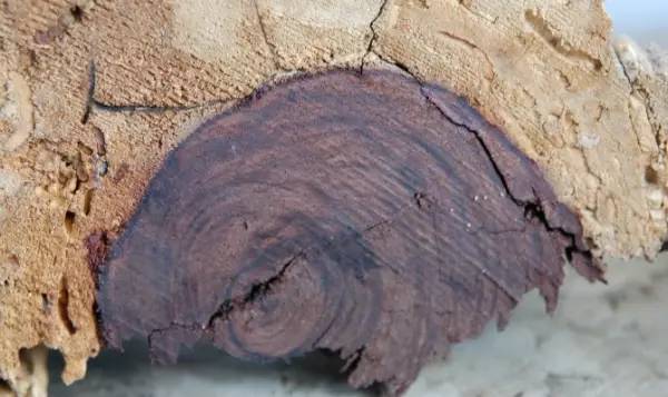 蜜糖视频号 蜜糖输入更完整的视频信息