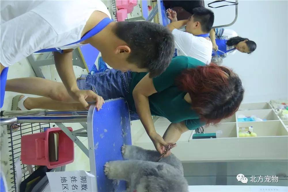 puppy视频 如果您能告诉我您的具体需求