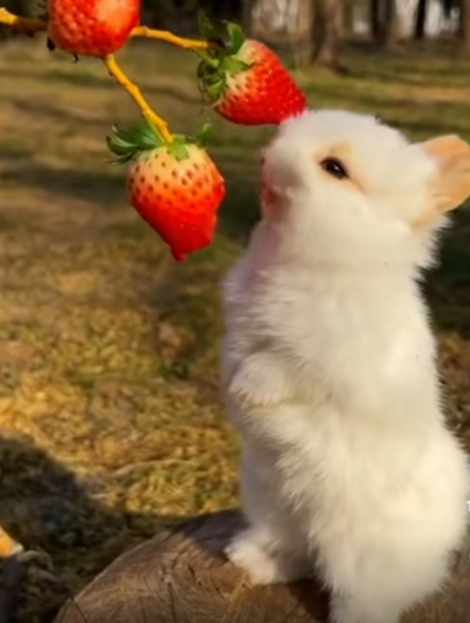 日本zljzljzljzlj教师 日本这种方法强调“做中学”