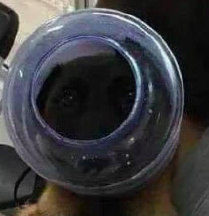 半糖 甜萌 半糖甜萌但只给你尝一半