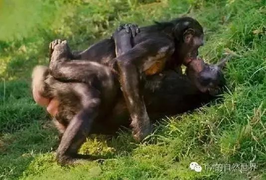 大学生91 使用体验在实际测试中