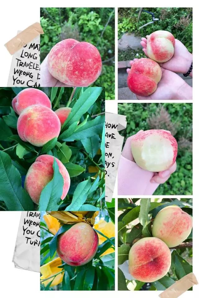 天天摸天天碰这里有精品 