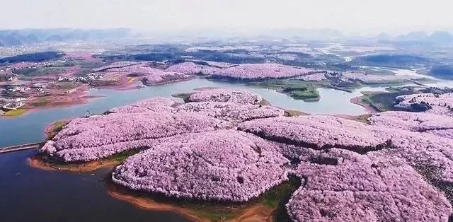 啄木鸟欧美电影